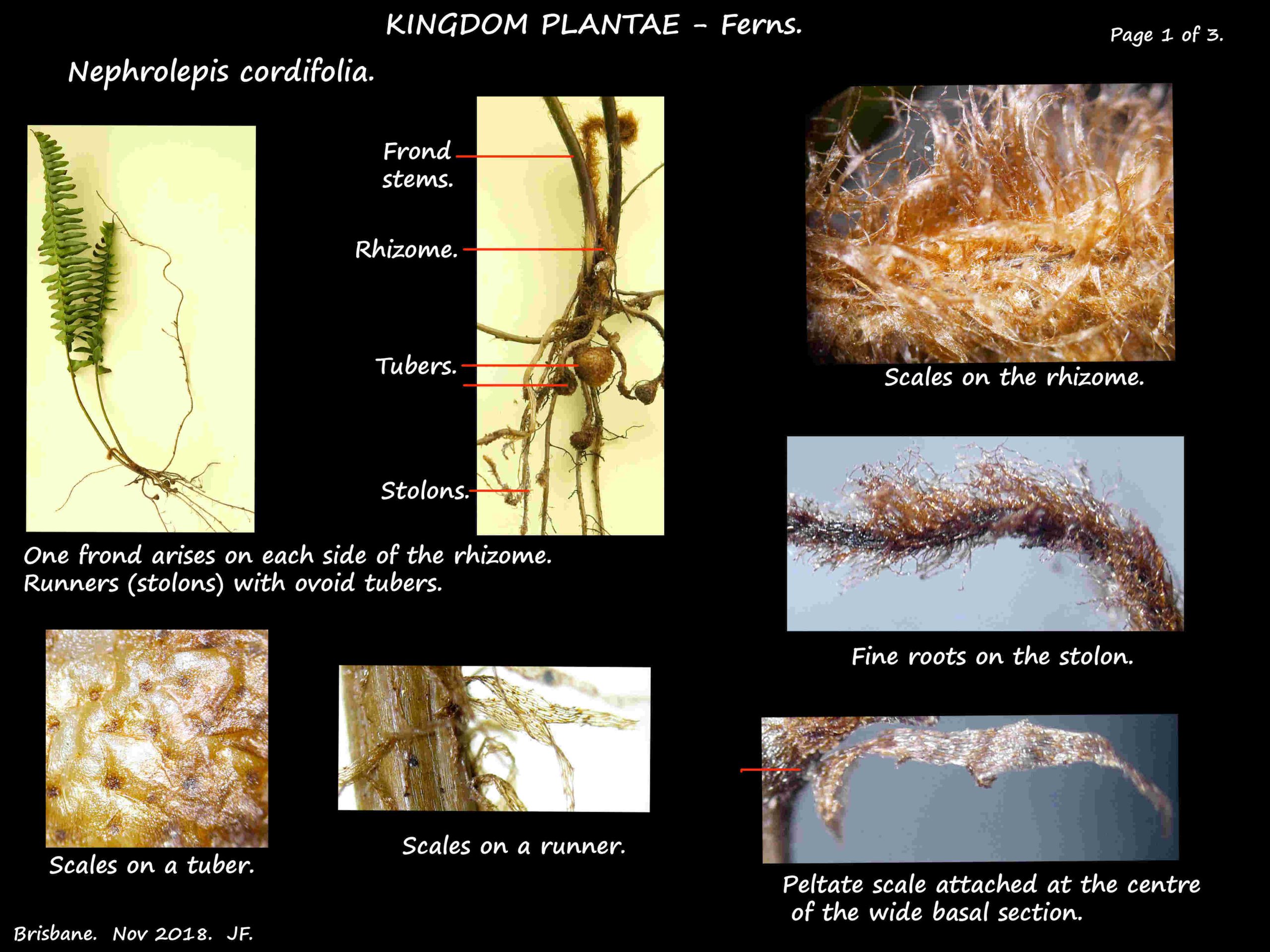 1 Tubers, rhizomes and scales of Nephrolepsis cordifolia